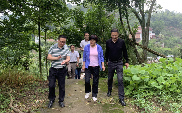 龚书记考察五月脆李子基地2.jpg 龚书记考察五月脆李子基地2.jpg