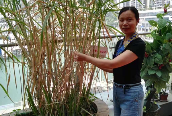 a杨玲.jpg